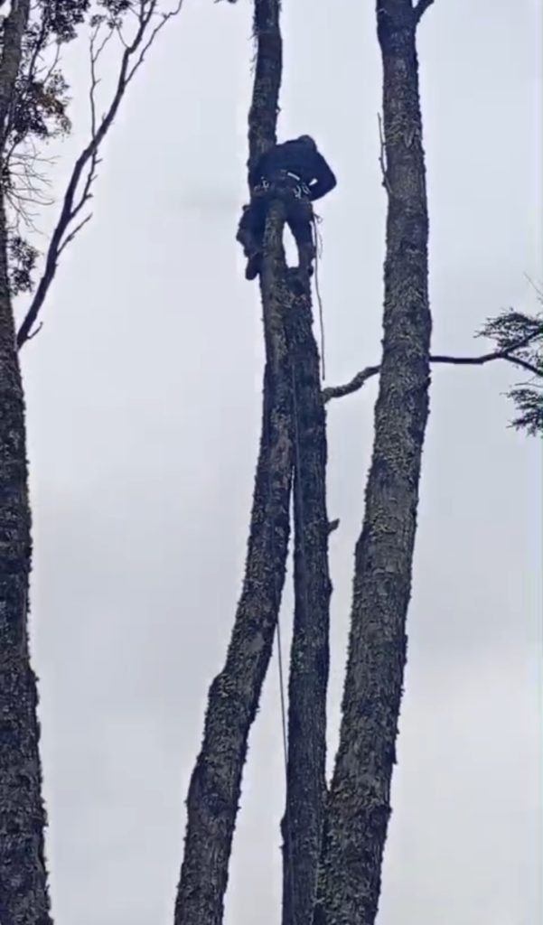 La Municipalidad y el EPEN, intervienen árboles en riesgo para garantizar la seguridad de vecinos y vecinas en Villa Correntoso