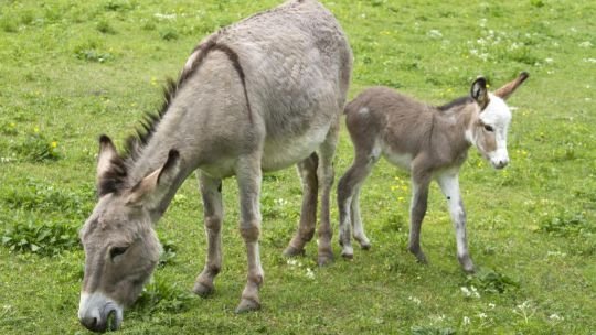 Alberto Samid: “Burros hay para 2 carnicerías y vacas tenemos 50 millones”