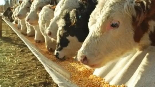 Gran Remate del Banco Nación en el ámbito ganadero: “Va a haber financiación con buenas tasas para todos los compradores”