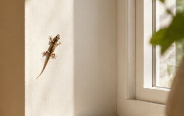 La mayoría no lo entiende: por qué tu gato cierra los ojos cuando te mira y cómo podés responderle