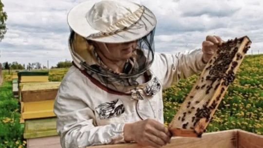 Argentina ya superó el cupo de exportación de miel hacia la Unión Europea