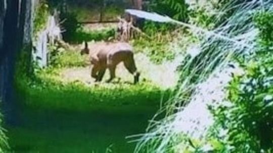 Escobar: alerta por un puma suelto en las inmediaciones de un barrio privado