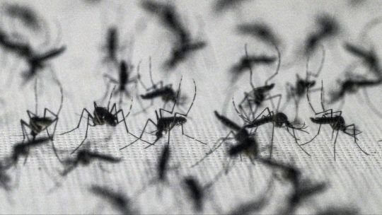 Los insectos responsables de 760.000 muertes anuales expande su alcance geográfico y genera un debate científico sobre su erradicación total