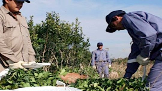 En “QR!” analizaron la pérdida de ingresos de los productores yerbateros tras la desregulación del sector