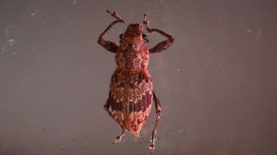 Científicas del CONICET descubrieron el mecanismo bacteriano que activa la reproducción de gorgojos que son plagas agrícolas