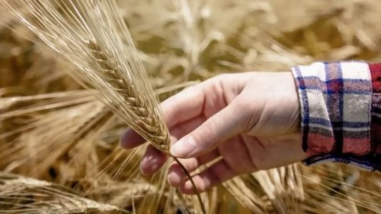 Alerta por el trigo: precios en alza, menor producción global y efecto sobre la siembra argentina