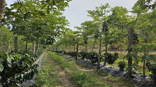 Café correntino: avanza un ensayo histórico en Empedrado y proyectan la primera cosecha para 2027