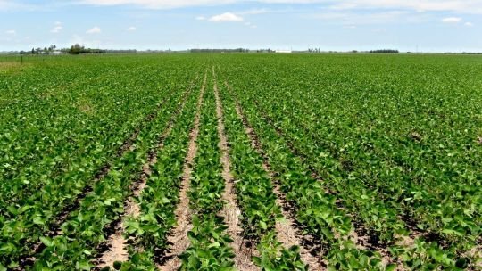 “Es una ley de extranjerización y saqueo de la Argentina”, advirtió en “QR!” Pablo Volkind sobre la venta de tierras a extranjeros