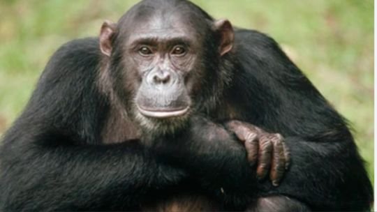 Estudio revela que los chimpancés tienen círculos de amigos como los humanos