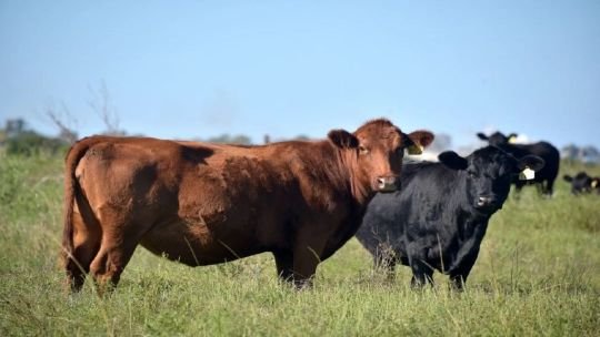 Ganadería argentina: el peso promedio de faena alcanzó en mayo su nivel más alto en tres décadas