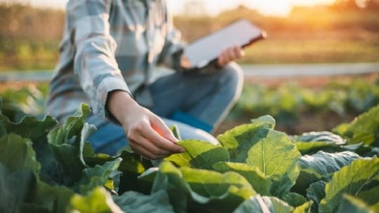 Alerta por el uso de agroquímicos en Corrientes tras la intoxicación de un profesional