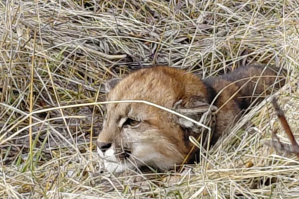 Reubicaron un puma que ingresó a una posta sanitaria en Kilca