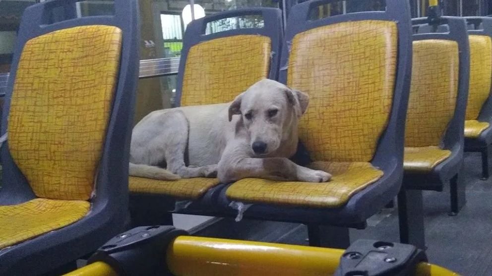 Maltrato animal: promueven un registro y nuevas sanciones
