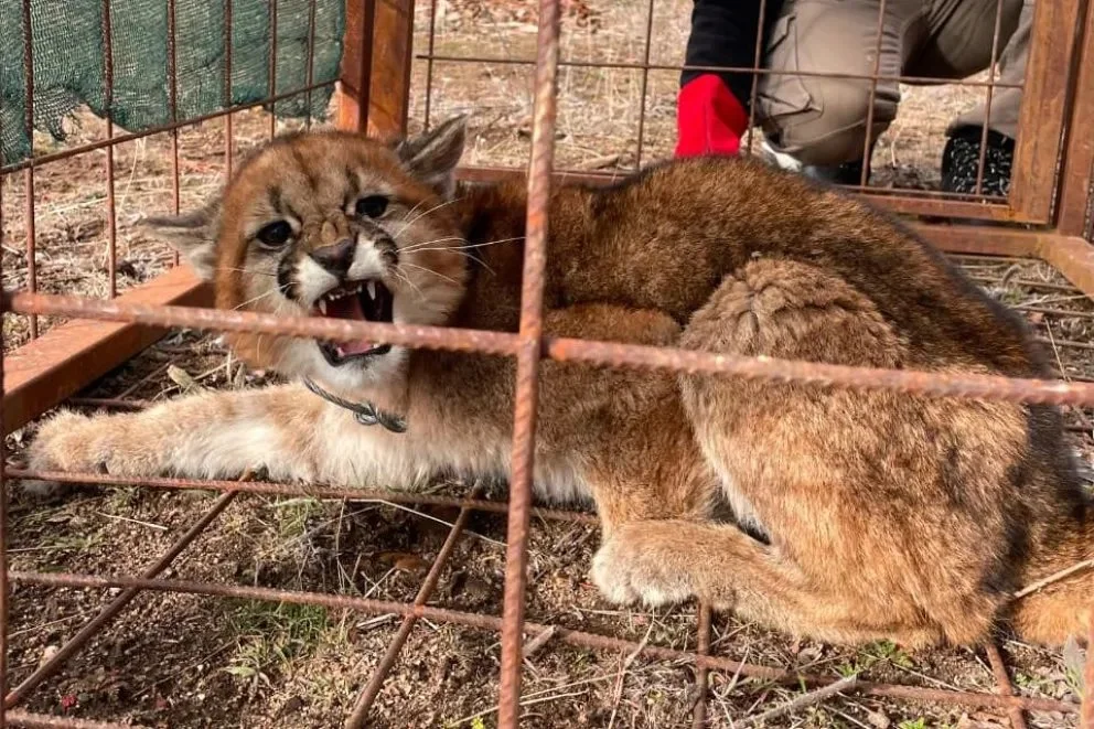 Reubicaron a un puma joven que ingresó a una posta sanitaria en Kilca