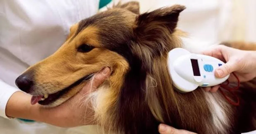 El microchip será obligatorio para ingresar perros y gatos a Chile
