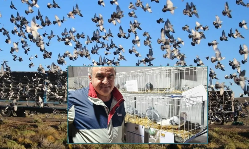 El misterio que la ciencia no resuelve: por qué las palomas “siempre quieren volver a casa”