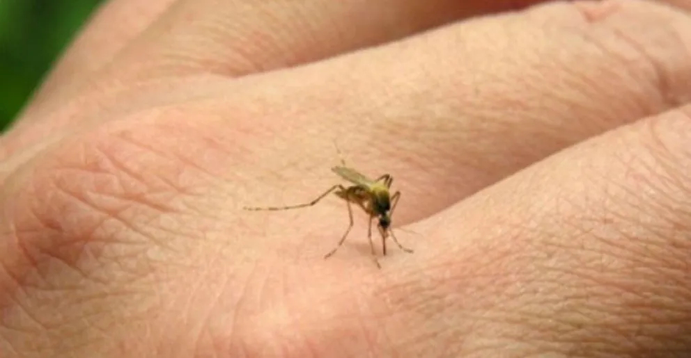 Brote de fiebre chikungunya: se notificaron 42 nuevos casos