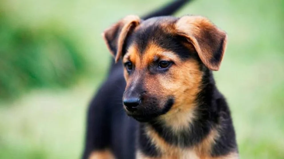 Presentan un proyecto para crear un registro de maltratadores de animales en Neuquén