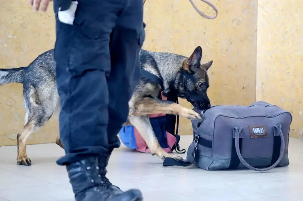 Narcomenudeo en Neuquén: secuestraron más de 254 kilos de droga desde la desfederalización