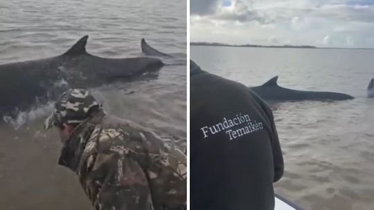 Una enorme  ballena encalló en San Isidro, pero Temaikén y Prefectura trabajan para ayudarla
