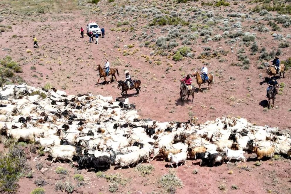 La voz de los crianceros vuelve a las urnas para proteger la trashumancia