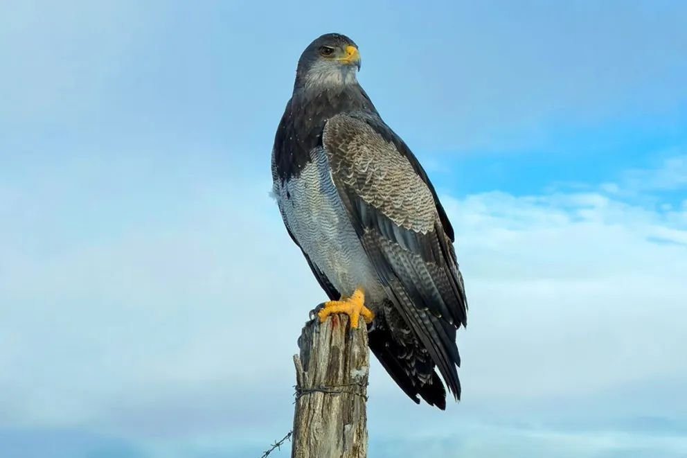Águila Mora, la reina silenciosa de los cielos neuquinos