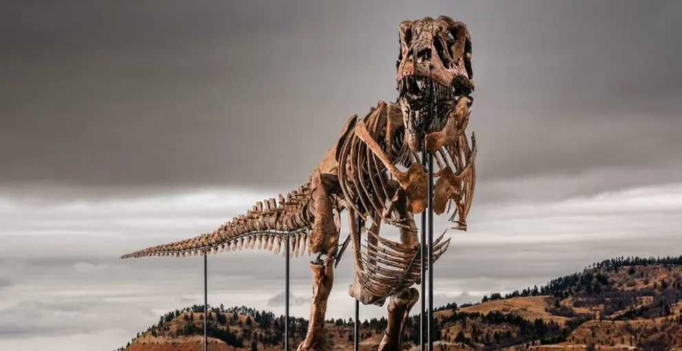Subastaron a “Gus”, uno de los Tiranosaurios rex más grandes del mundo: a cuánto se vendió