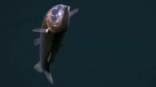 Por primera vez se registró a un pez binocular vivo en las profundidades del Atlántico