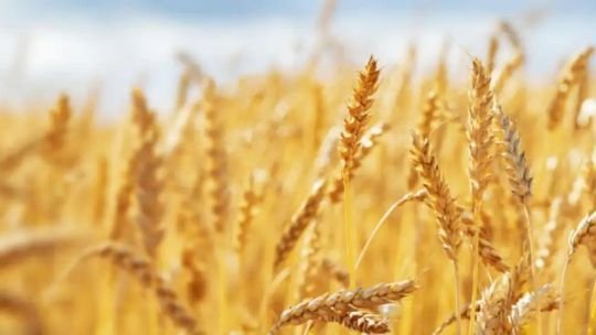Trigo: por qué el frío favorece la campaña y cuál es la proyección para la cosecha