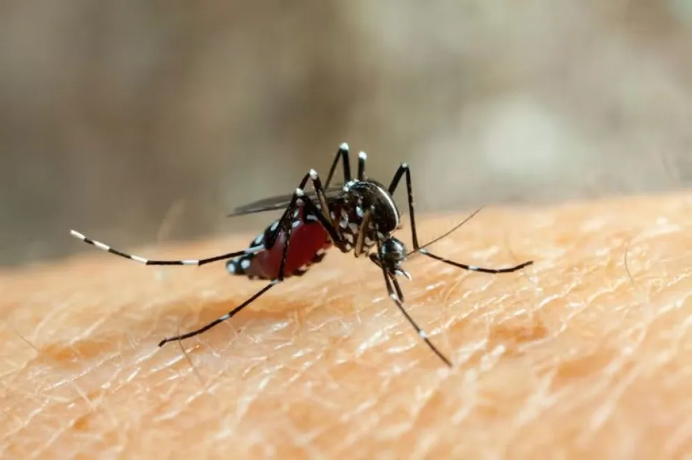 Fiebre chikungunya: se notificaron 21 nuevos casos