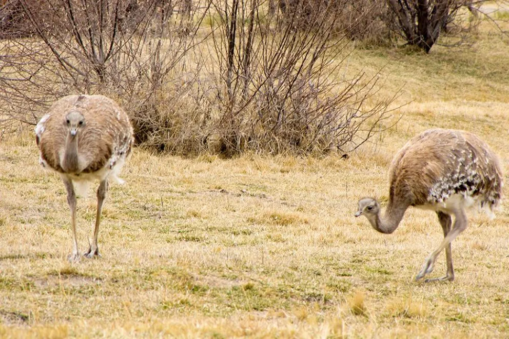 El choique, una especie clave de las estepas de Neuquén