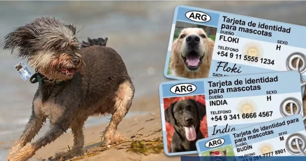 Cómo es el DNI para perros y gatos que se implementó en Villa María