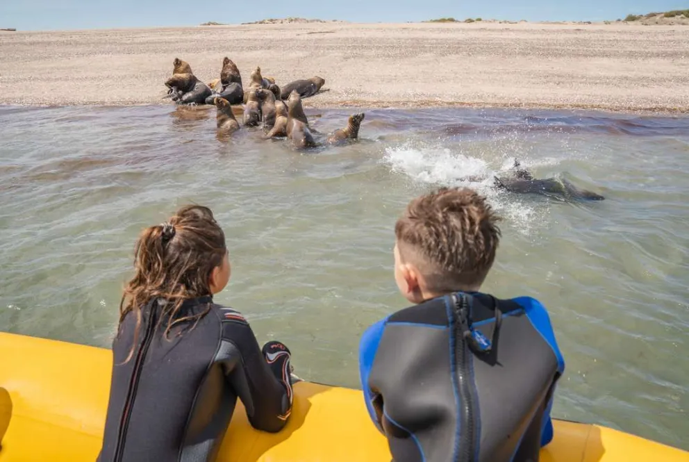El Golfo San Matías abre la temporada de fauna marina con propuestas para el fin de semana largo