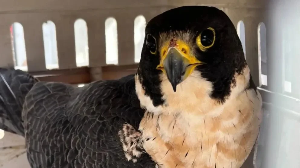 Rescataron a un halcón peregrino herido y volvió a volar en los cielos de Río Negro