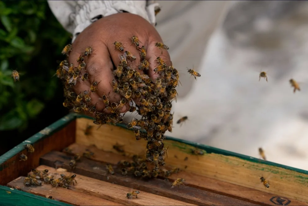 Terremoto en Colombia: un argentino sufrió varias heridas tras el insólito ataque de un enjambre de abejas