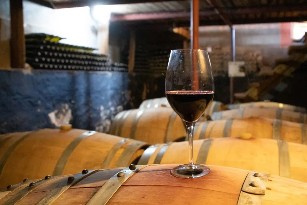Neuquén celebra el Día Mundial del Pinot Noir con un foro de la industria y una noche abierta al público