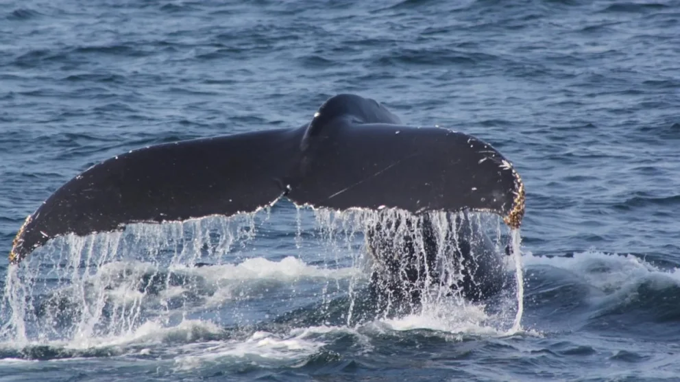 Río Negro inauguró la temporada de avistaje de fauna marina en el Golfo San Matías