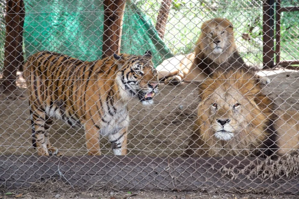 Trasladan a 30 grandes felinos rescatados a santuarios naturales del exterior