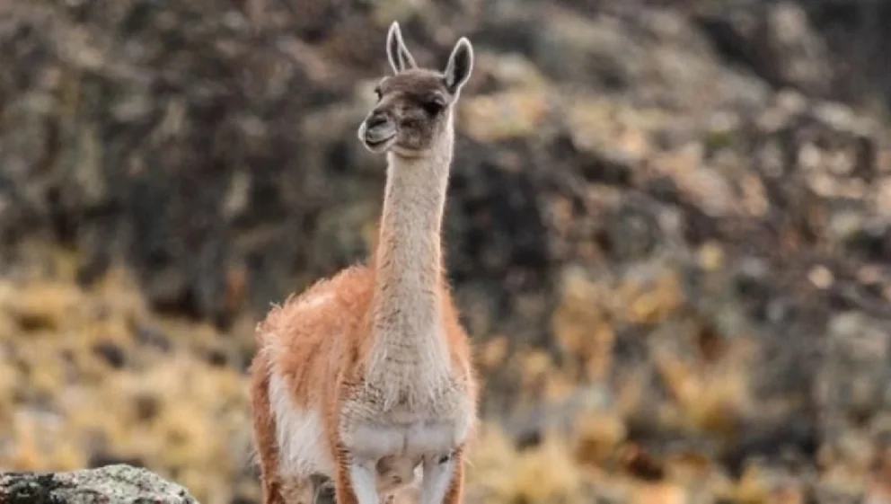 Investigan faenas clandestinas de guanacos y otros animales en el Sur de Río Negro