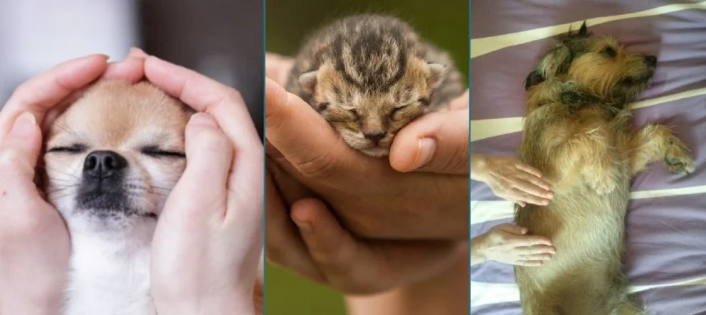¿Los animales sienten nuestras emociones? Una terapeuta explica cómo el Reiki ayuda a quienes nos acompañan
