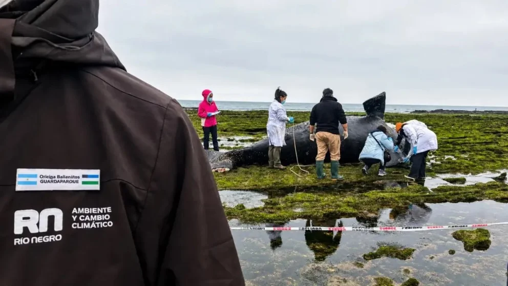 Qué pasó con la cría de ballena hallada sin vida en Las Grutas