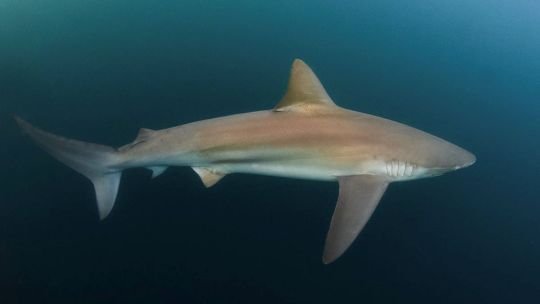 La vida desconocida de los tiburones: cálculos, música y amistades bajo el mar