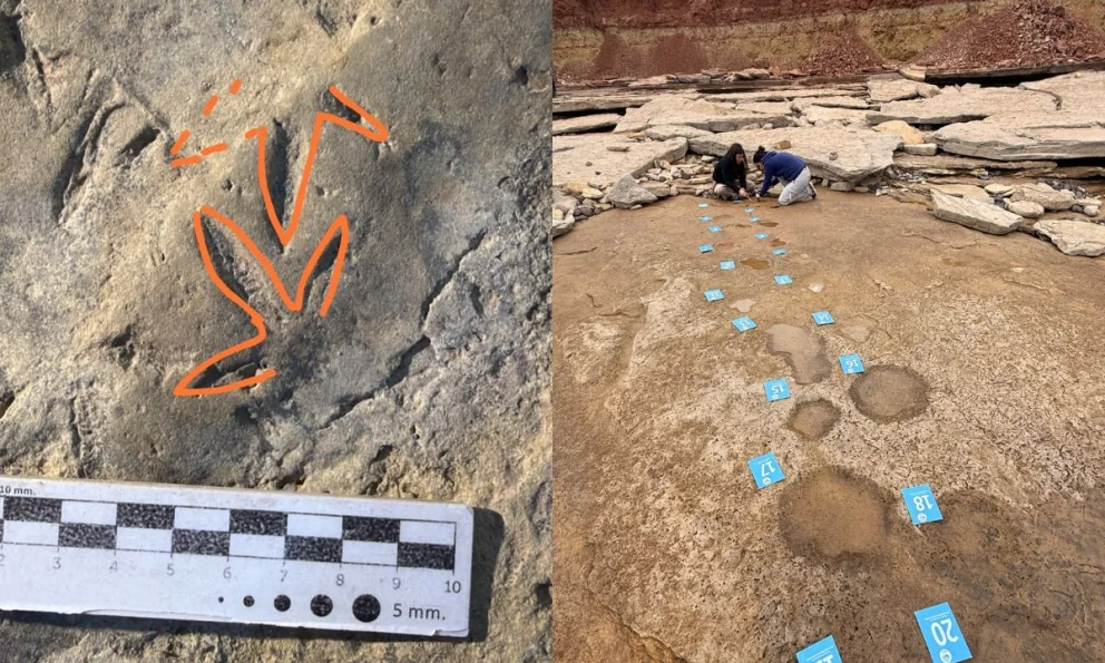 Científicos de la UNCo suman un nuevo hito paleontológico: encontraron huellas del cretácico junto a saurópodos