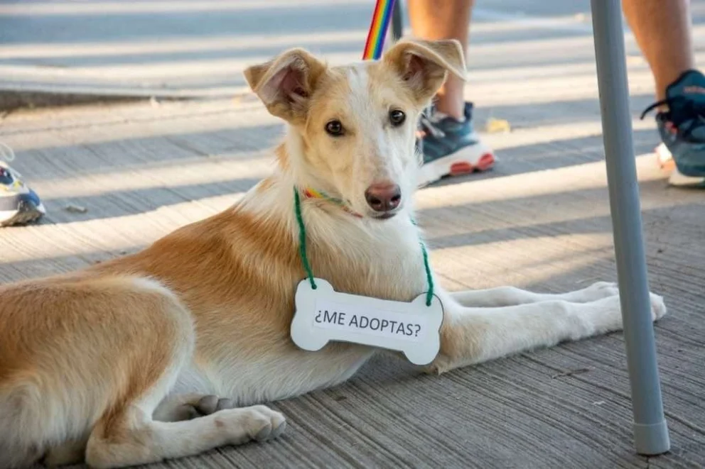 Neuquén suma dos encuentros para celebrar y promover el cuidado de los animales de compañía