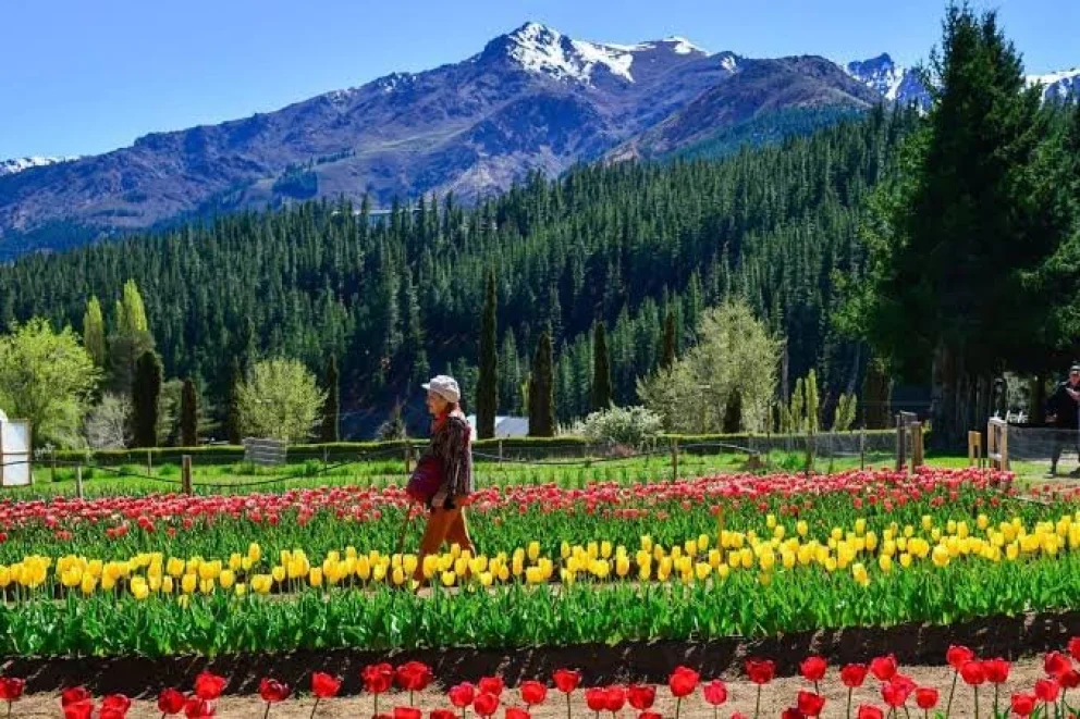 Los tulipanes dicen presente en el turismo de primavera en Huinganco