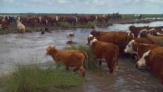 En alerta por El Niño, productores de Entre Ríos ya trasladan sus animales a campos más altos