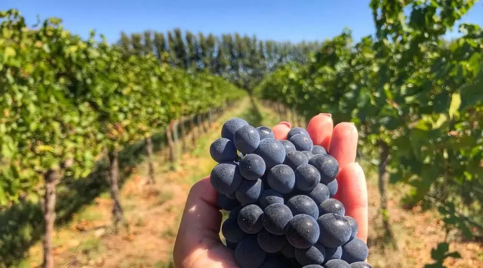 Neuquén avanza para declarar al Pinot Noir como cepa emblema de la provincia