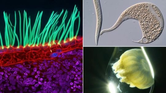 La vida microscópica en imágenes bellas y nítidas, premiada en una famosa competencia científica y fotográfica