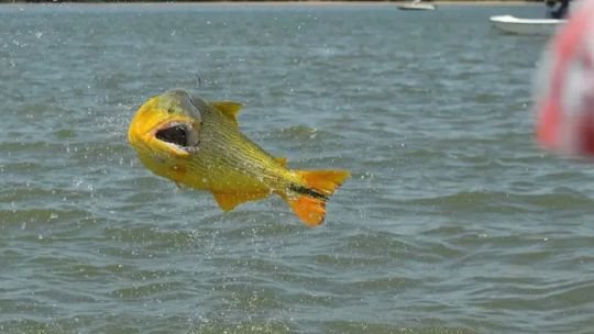 Fijaron la veda extraordinaria en un nuevo tramo del río Paraná para proteger dorados y sábalos