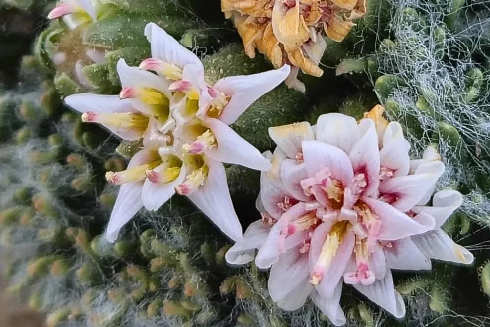 Una planta única en el mundo fue descubierta en el norte neuquino